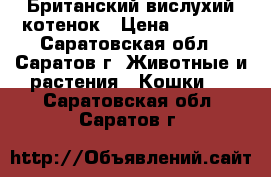 Британский вислухий котенок › Цена ­ 2 500 - Саратовская обл., Саратов г. Животные и растения » Кошки   . Саратовская обл.,Саратов г.